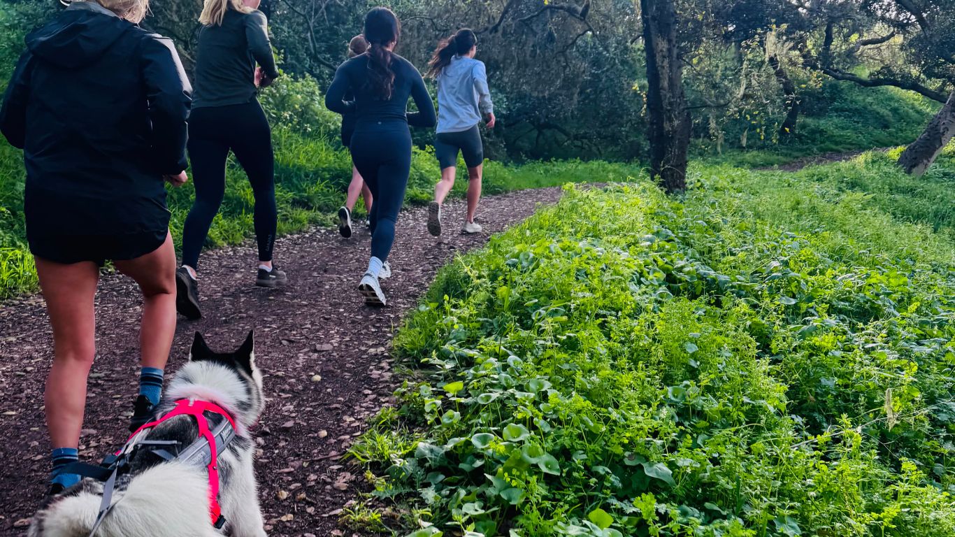 Group of runners with a husky on a forest trail