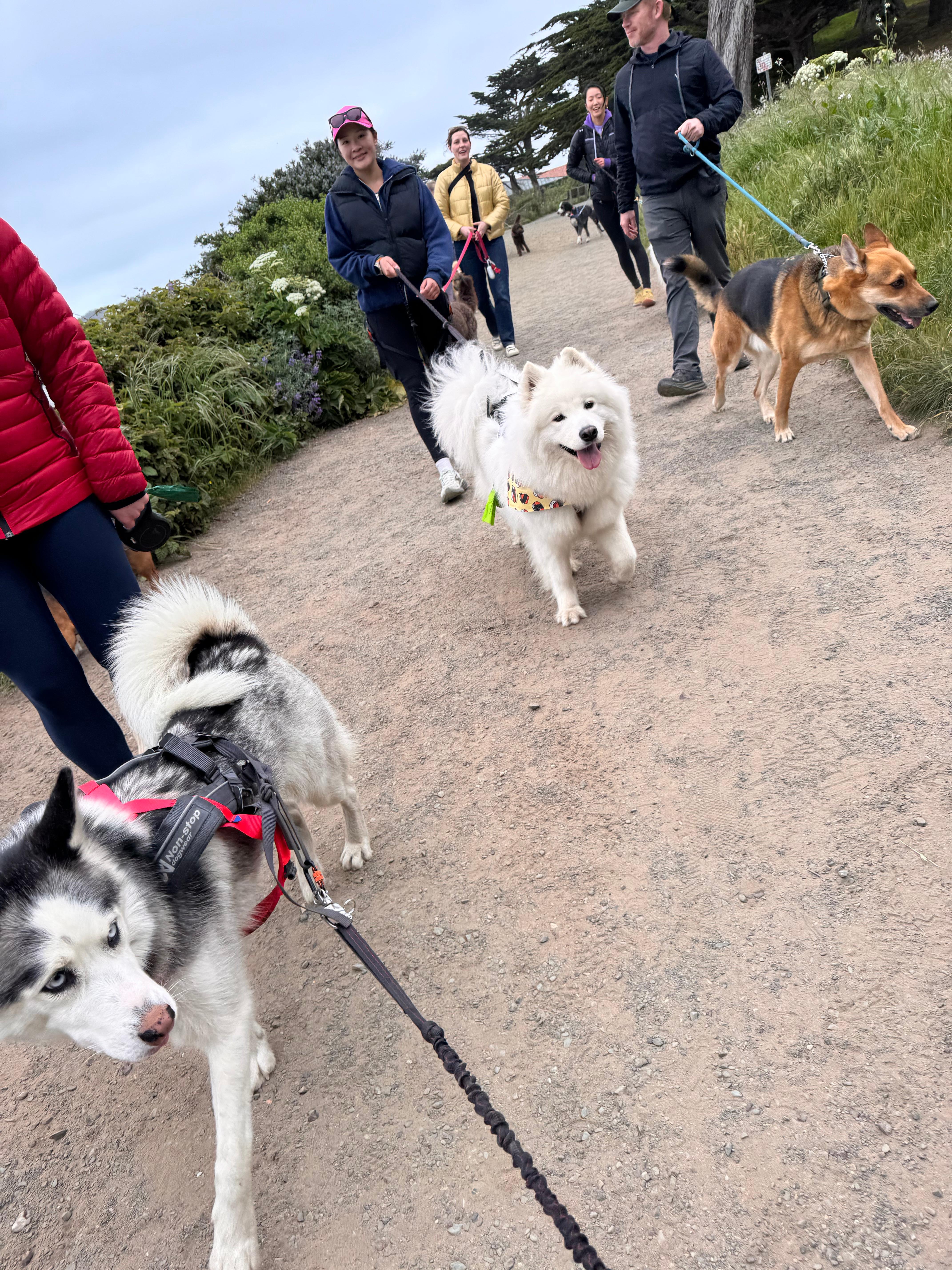 Multiple high-energy dogs running with trainers on a trail