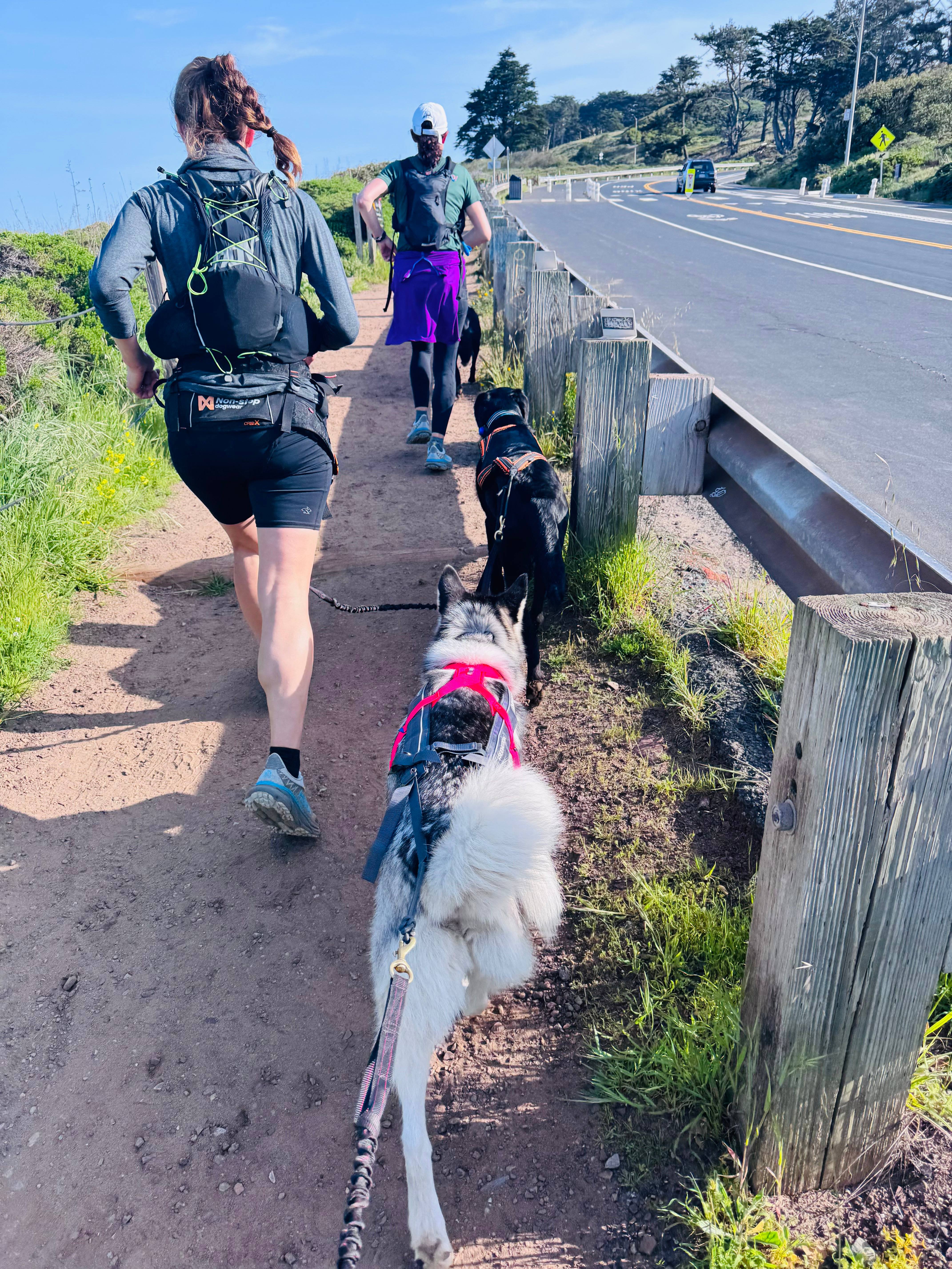 Runners with dogs on a scenic trail in San Francisco